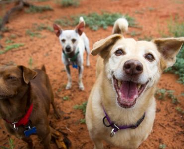 Best Friends Animal Sanctuary