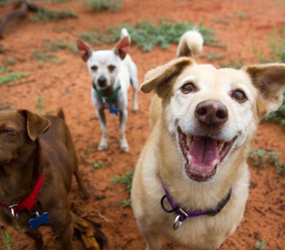 Best Friends Animal Sanctuary